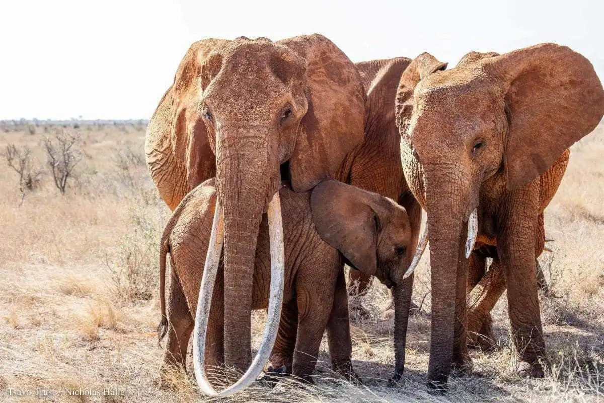Craig the Elephant Dies: Legendary Amboseli Super Tusker Passes at 54